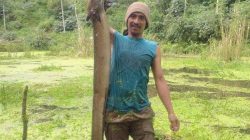 Wow! Warga Tangkap Ikan Sidat Raksasa di Danau Lurayya Desa Kahayya