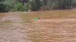 Aksi Heroik Warga Herlang, Berani Menerjang Banjir Dengan Pohon Pisang Demi Menolong Korban Diatas Pohon Kelapa